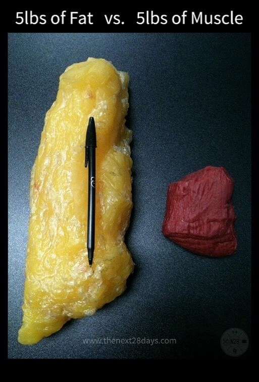 Body Fat %